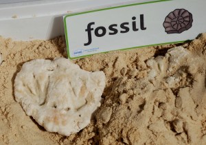 Dinosaur dig word cards