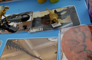 dinosaur fossil close up photos