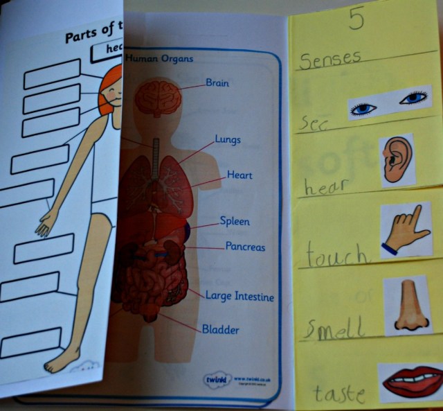 My Body Lapbook made using pages from Twinkl. Home learning science project for young children