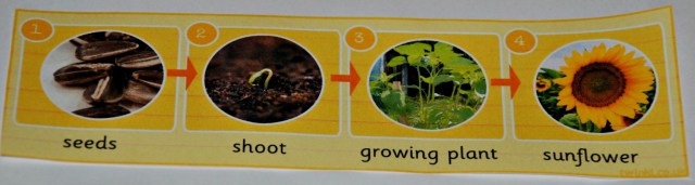 The Sunflower life cycle photo strip from Twinkl. Key Stage 1 science resource