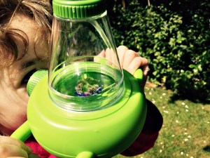 looking at flowers in the bug finder