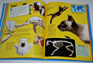 Jake's Bones Cat page