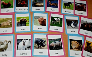 male and female animal name cards from Twinkl