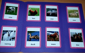 male and female folder - sticking the female cards done first