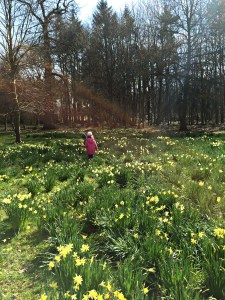daffodiles at Claremont gardens