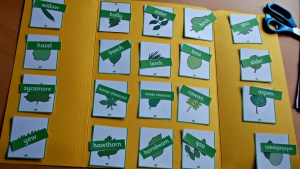 Leaf identification cards - setting them all out before you glue