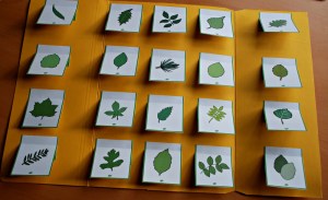 Leaf identification folder ofamilyblog