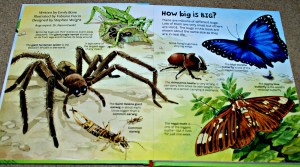 Usborne Big book of big bugs