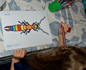 Minibeast earwig page