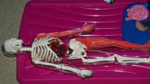 Smart Lab Squishy Human a hands on way to ler kids learn about the human body