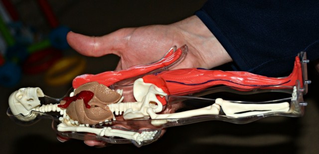 Smart Lab Squishy Human Body - kids gets get to piece the human body together and each piece is detailed