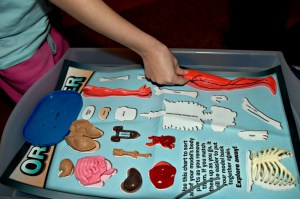 Smart Lab Squishy Human body Organizer