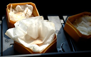 Grow Maze - germinating your seeds first