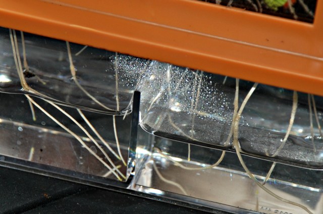 Grow Maze Kit allows the kids examine the root systems up close