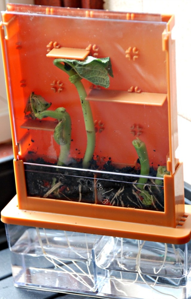 Grow Maze Kit perfect for showing the kids how plants grow