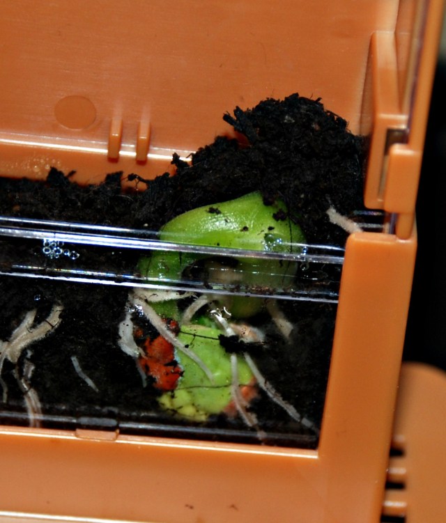 Grow-A-Maze. Kids get to watch plants grow and learn about their need for sunlight and water