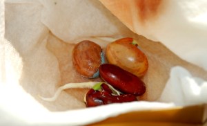 Grow maze - you need to let some seeds germinate first