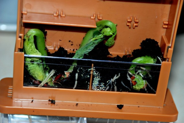 Grow-A-Maze set. A home-growing plant set that allows kids to watch plants grow