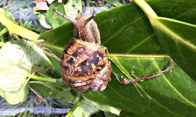 snail home