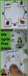animal life cycle book made by kids using free pages from Twinkl website
