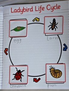 life cycle - ladybird life cycle page completed by the kids