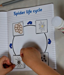 life cycle making our spider life cycle page