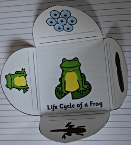 Life cycle of a frog folding aid which shows the different stages of a frogs life