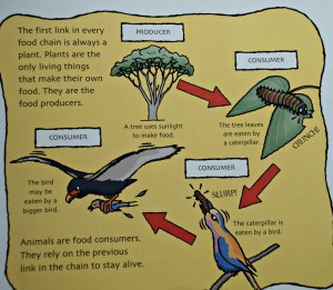 Staying alive explain an animal food chain in details