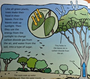 Staying Alive - starts explaining about the producer in the food chain