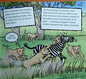 Staying alive - the lions hunting the zebra as part of the food chain