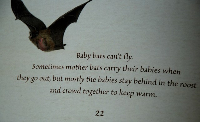 Bats love the Dark