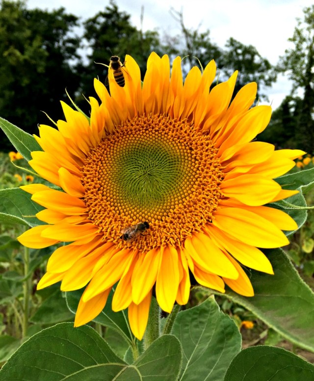 bees on the sunflowers lots of chatting about what the bees do