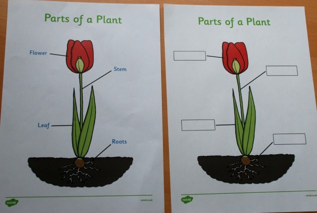 Free Twinkl parts of a Plant diagram and label worksheet