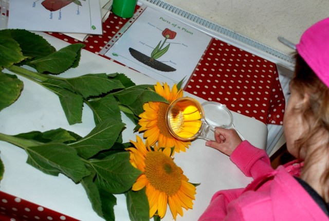 learning about flowers