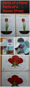 Parts and a plant and Parts of a flower free to download pages from Twinkl