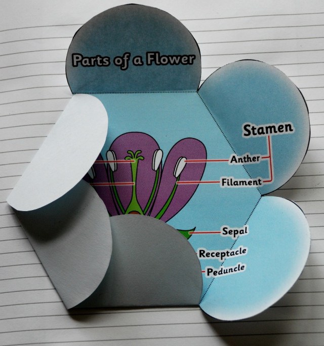 Parts of a flower free visual aid from Twinkl