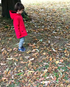 chestnuts on the ground at a local National Trust Site