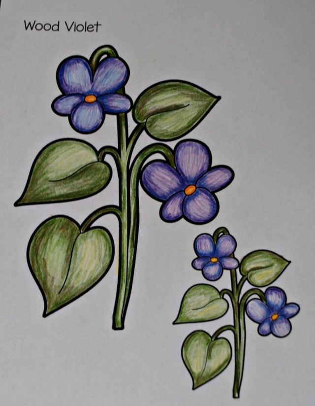 Colouring in the Voilet colouring page free to download from the Red Ted Art website