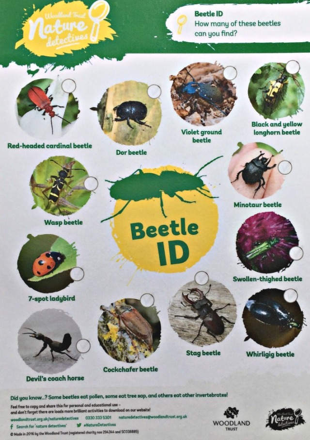 Beetle ID spotter sheet from the Woodland Trust. Free to download