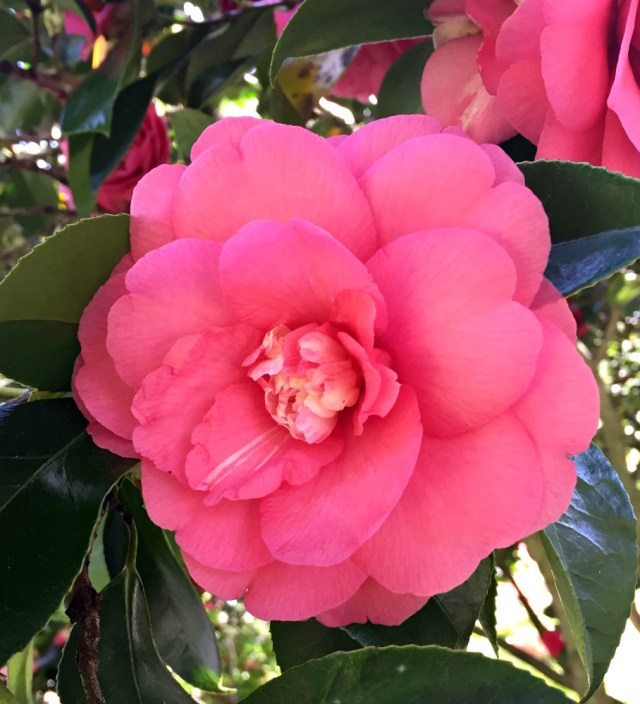 taking some flower photos while we did a Spring Flower hunt