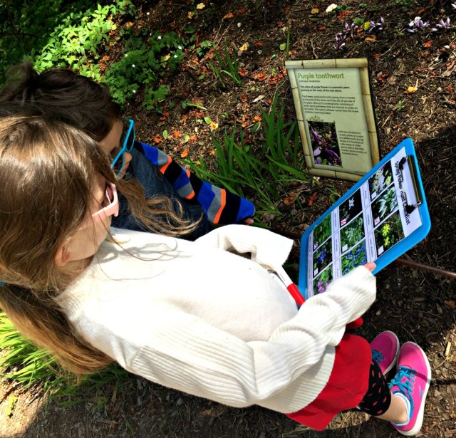 Doing a Spring Flower Hunt and learning about other flowers in the process