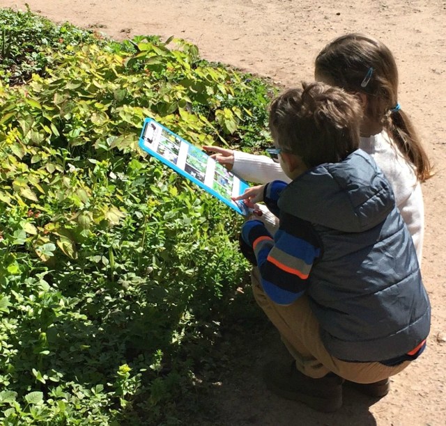 Working together tryingg to decide of they have spotted the correct flower