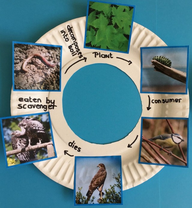 Bird Food Chain created using images from Twinkl Resources food chain sorting activity