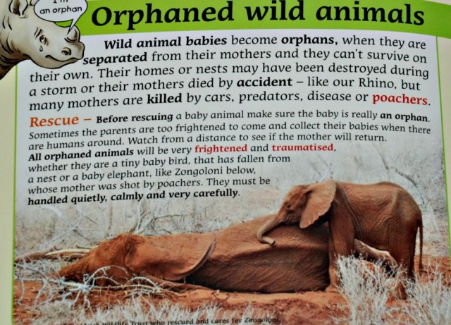 Rescuing Rhino deals with the topic of orphaned animals like this elephant calf whose mom was killed