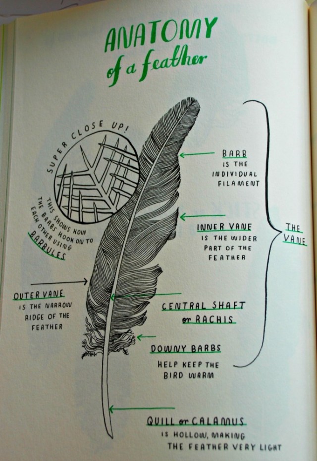 Hello Nature, the anatomy of a feather