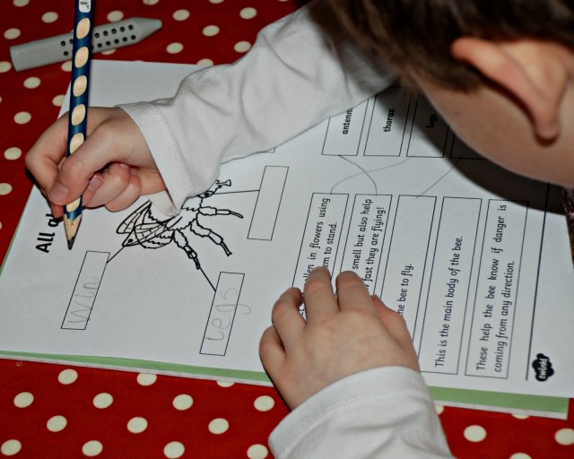 All about Bees worksheet from Twinkl Resources