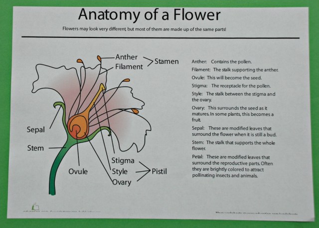 Anatomy of a Flower from the Education.com website