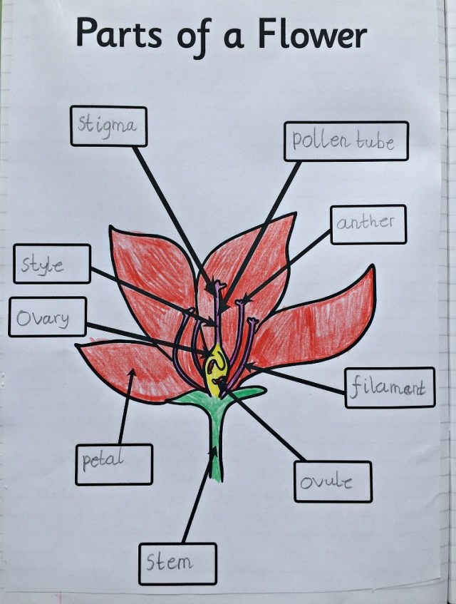 Parts of a Flower labelling page from Twinkl Resources. Completed and in our science book