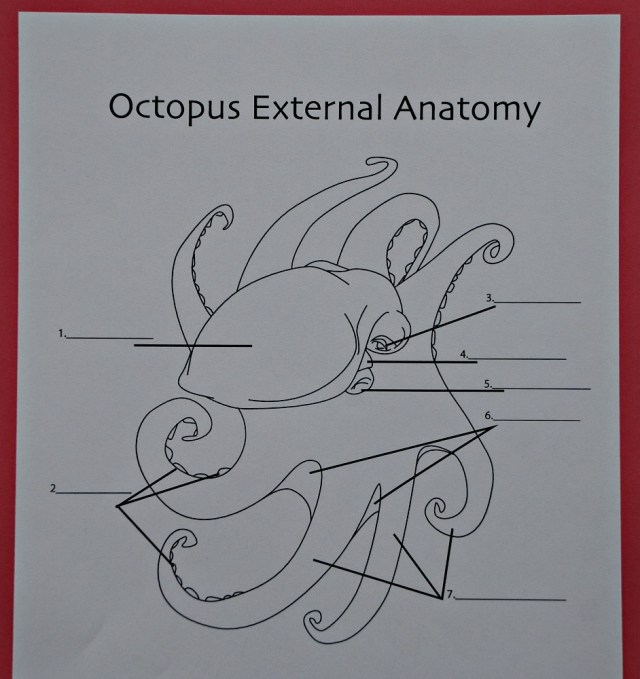 Octopus External Anatomy from Education.com website