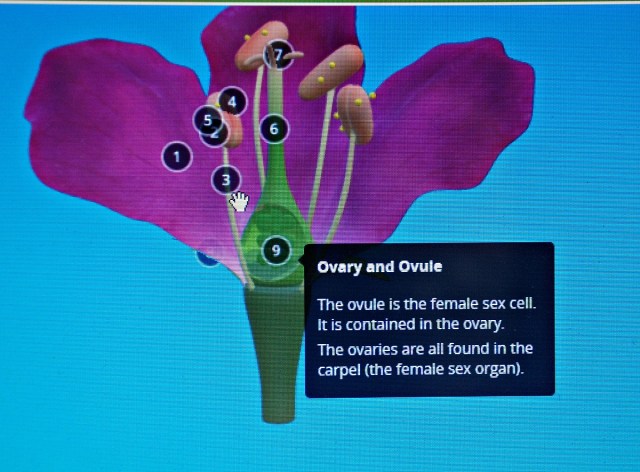 Oaka Digital. An example of one of the extra Science resources. A 3D image of a flower
